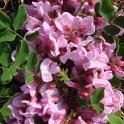 Robinia hispida fleur P10 (2)